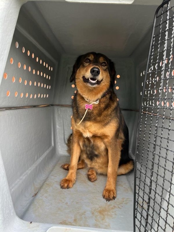 Happy Pets Logistics Ltd